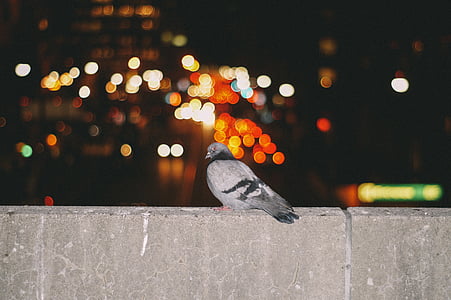 pigeon standing on concrete railing thumbnail