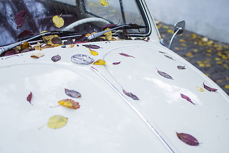 white Volkswagen Beetle with assorted-color leaves on hood thumbnail