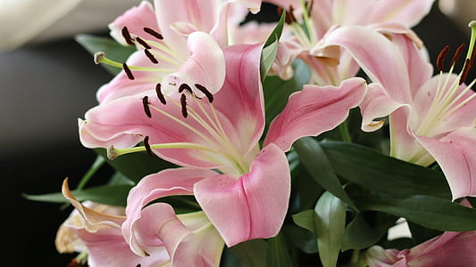 photo of pink poinsettia flower bouquet thumbnail