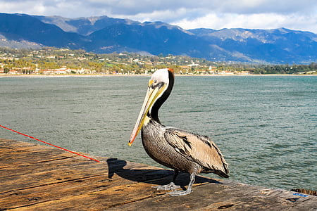 pelican standing on brown wooden bridge near body of water thumbnail