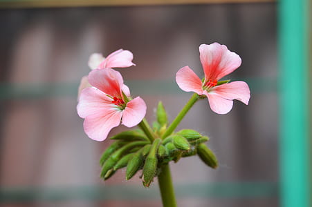 flowers, petals, plant, macro thumbnail