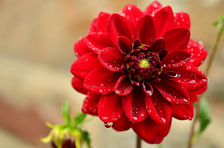selective focus photography of red dahlia flower thumbnail