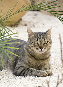 brown tabby cat thumbnail