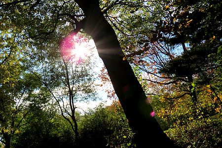 green leafed trees thumbnail