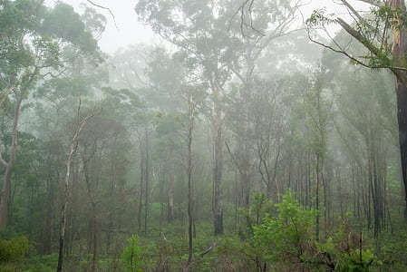 landscape photography of forest thumbnail