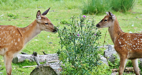 green leafed plants between goats thumbnail