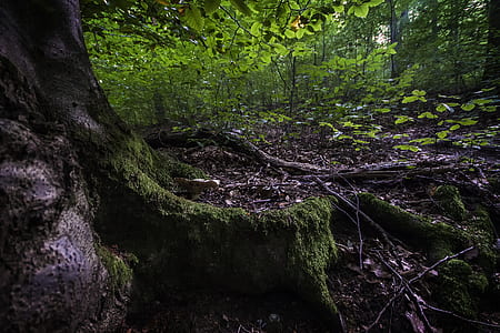 Green Leafed Tree thumbnail