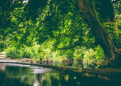 trees near body of water thumbnail