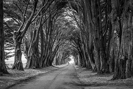 roadway in between trees grayscale photo thumbnail