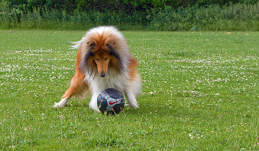 adult tricolor rough collie playing black and gray Nike soccer ball on green grass field during daytime thumbnail