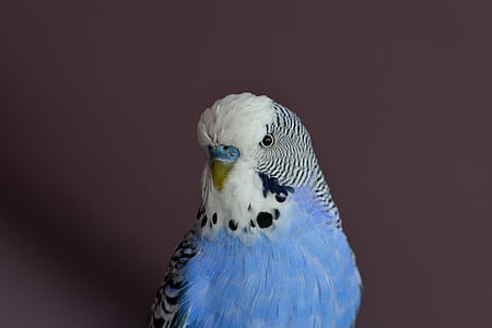 selective focus photography blue and white budgerigar thumbnail