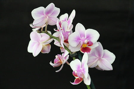 close up photo of purple-and-white moth orchids in bloom thumbnail