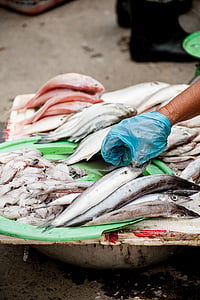 person holding fish thumbnail