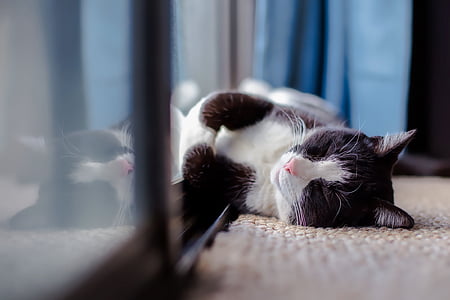 black and white cat on floor thumbnail