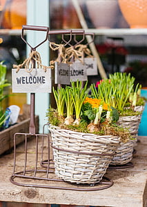 selective focus photo of green bulb vegetables planted in wicker basket on table thumbnail