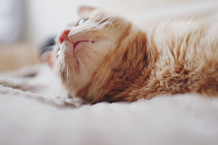 bed, animal, pet, blur thumbnail