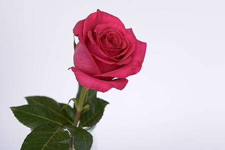 red rose with white background thumbnail