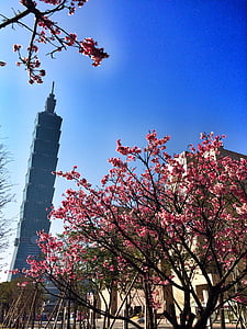 red and white flowering tree near building thumbnail