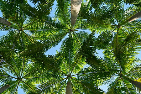 worm view photography of green tropical trees thumbnail