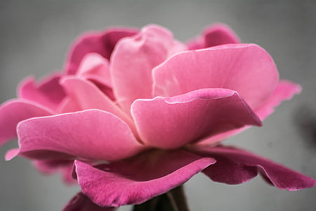 macro photography of pink flower thumbnail