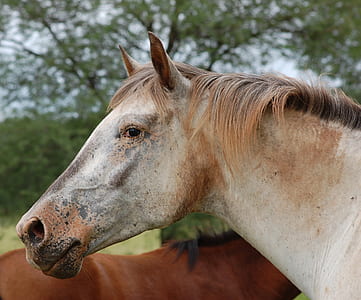 white horse thumbnail