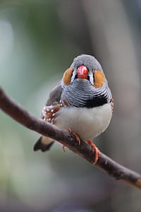 White Gray Black and Orange Bird on Brown Tree Branch during Daytime thumbnail