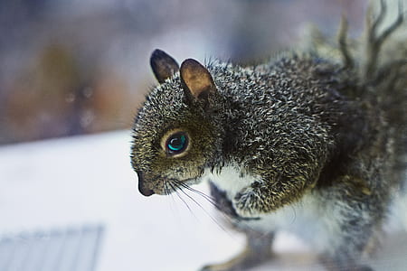 black squirell thumbnail