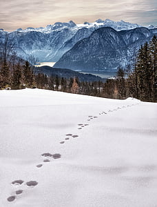 footprints on snow field thumbnail