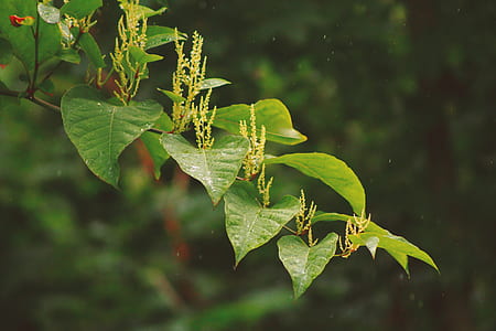 selective focus photography of green leaves thumbnail