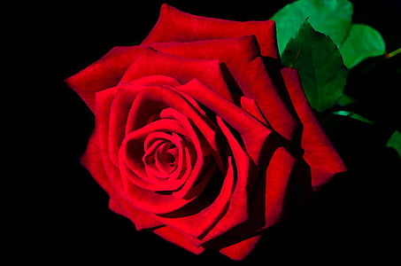 red rose thumbnail