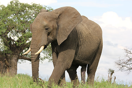 gray elephant walking on grass during daytime thumbnail