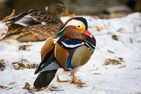 selective focus photogrpahy of mandarin duck thumbnail