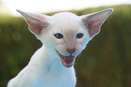 selective focus photography of white cat thumbnail