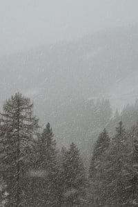 photo of pine trees during winter thumbnail