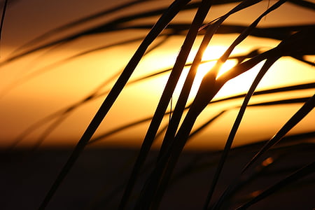 silhouette of grass thumbnail