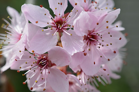Japanese Cherry Blossom, Cherry Blossom thumbnail