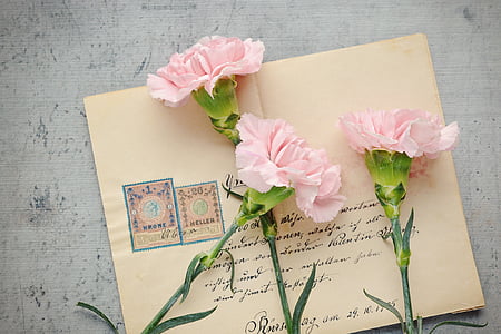 three pink petaled flowers thumbnail