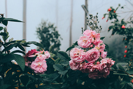 two pink flowers near fog thumbnail