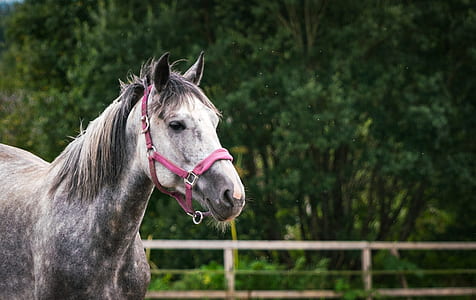 selective focus photography of white and gray horse thumbnail