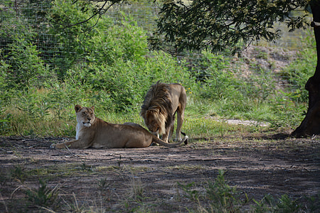 Lions Couple, South Africa thumbnail
