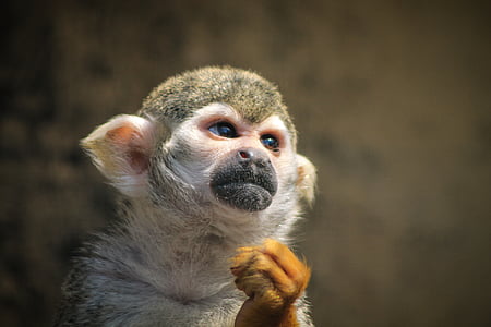 selective focus photography of primate thumbnail