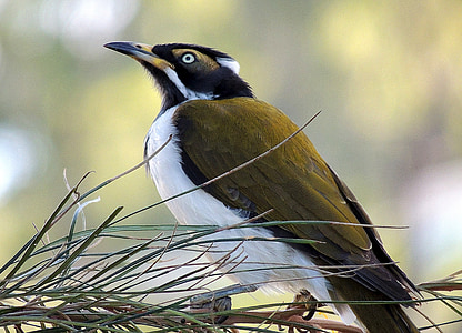 looking up brown, black, and white bird thumbnail