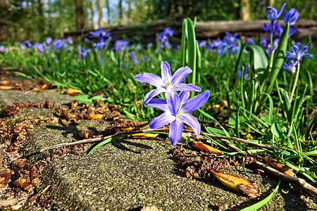 purple glory of the snow flower in close-up photography thumbnail