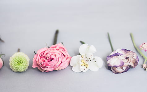 pink and white petal flower in white background thumbnail