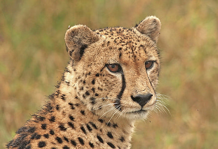 side view photography of cheetah thumbnail