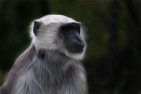 selective focus photo of gray primate thumbnail
