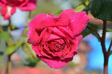 close-up photography of pink rose thumbnail