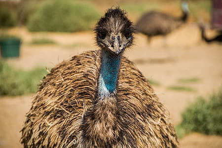 shallow focus photography of ostrich thumbnail