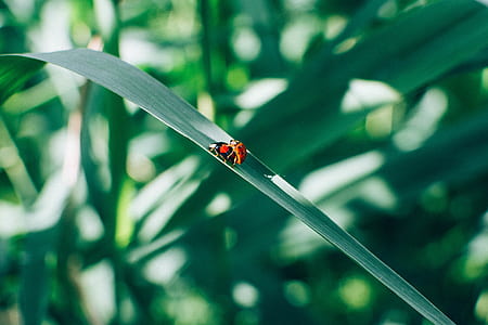 two orange and red bugs on green leafed plant thumbnail