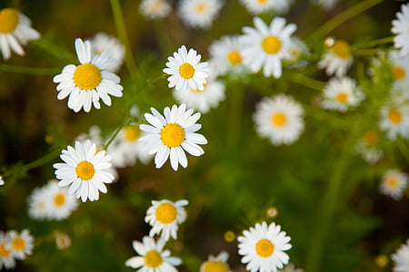 white and yellow flowers thumbnail